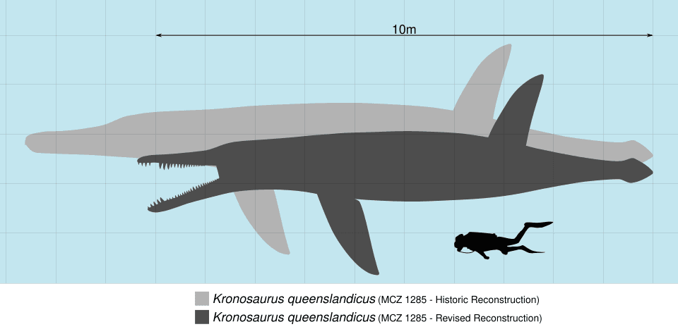 Comparaison de taille entre Kronosaurus queenslandicus et un humain