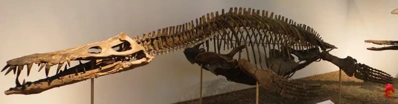 Crâne fossile de Liopleurodon ferox