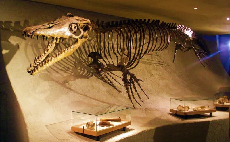 Crâne fossile de Mosasaurus au Muséum de Maastricht