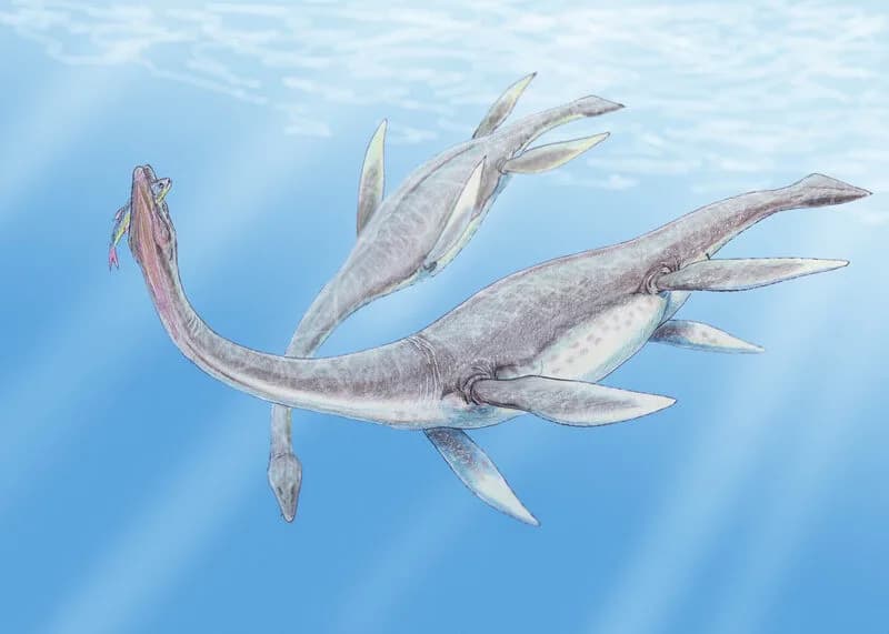 Squelette fossile de Plesiosaurus au Natural History Muséum de Londres