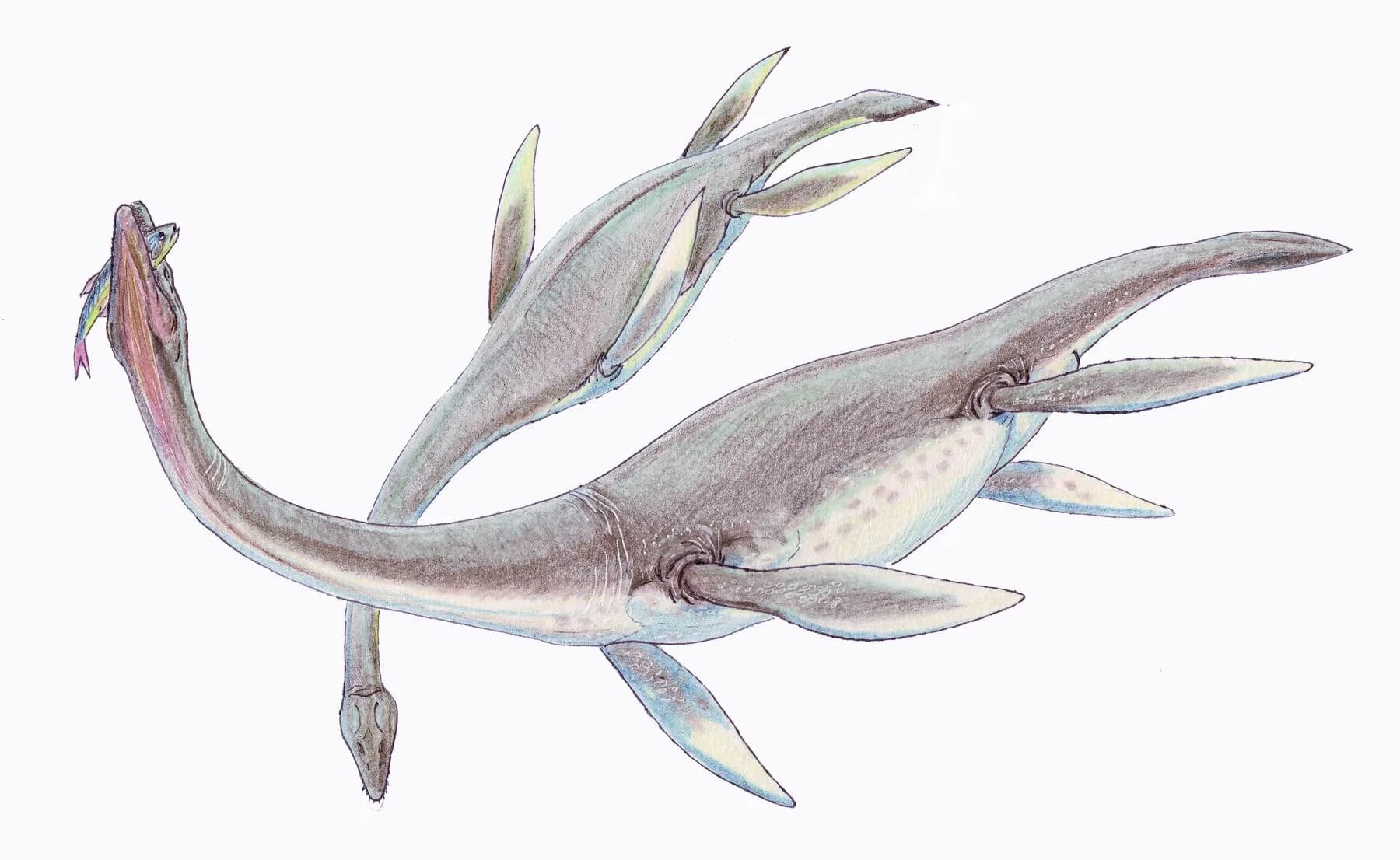 Reconstitution de Plesiosaurus dolichodeirus en milieu marin