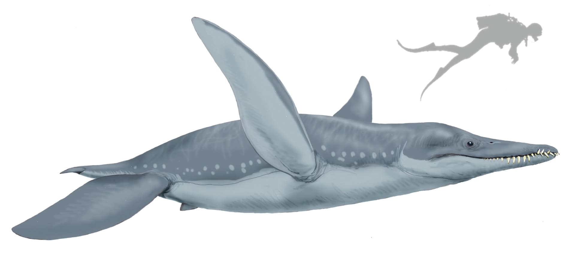 Pliosaurus, un redoutable prédateur marin