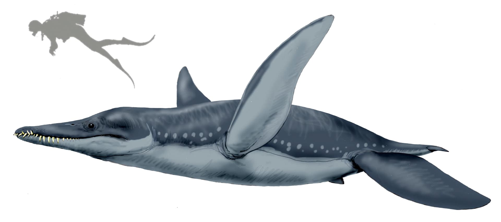 Pliosaurus funkei, un pliosaure aux mâchoires terrifiantes