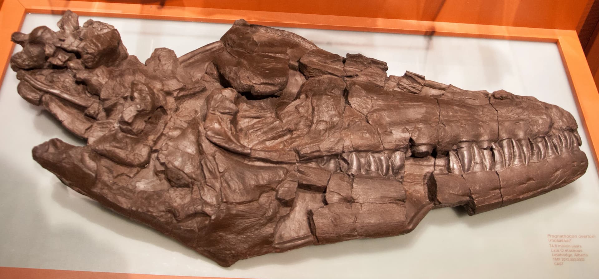 Prognathodon, un mosasaure massif