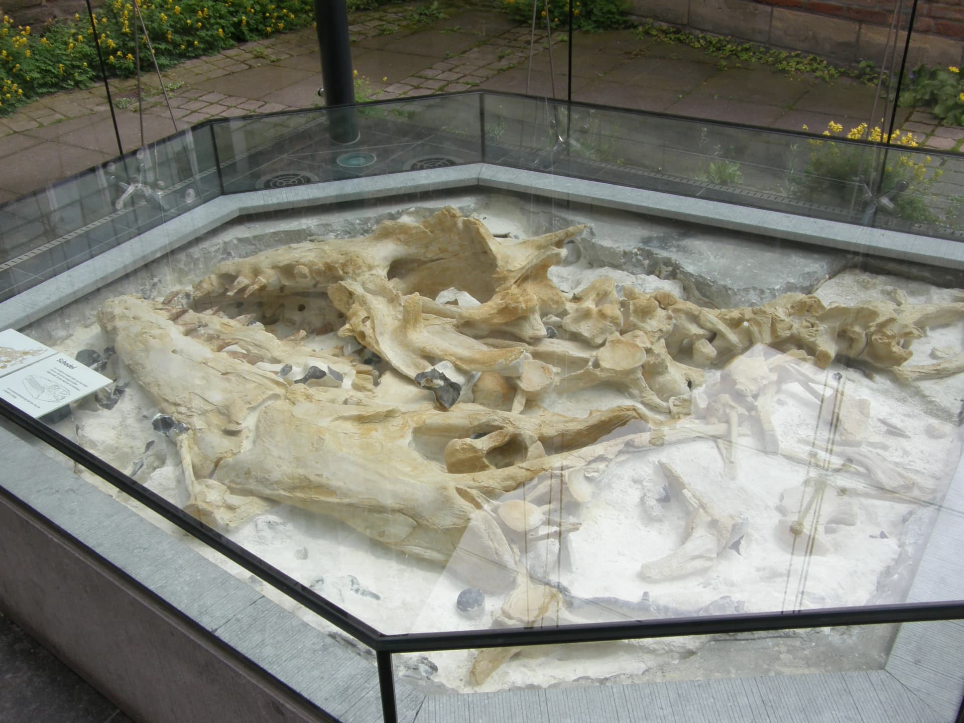 Prognathodon saturator, un mosasaure broyeur de coquilles