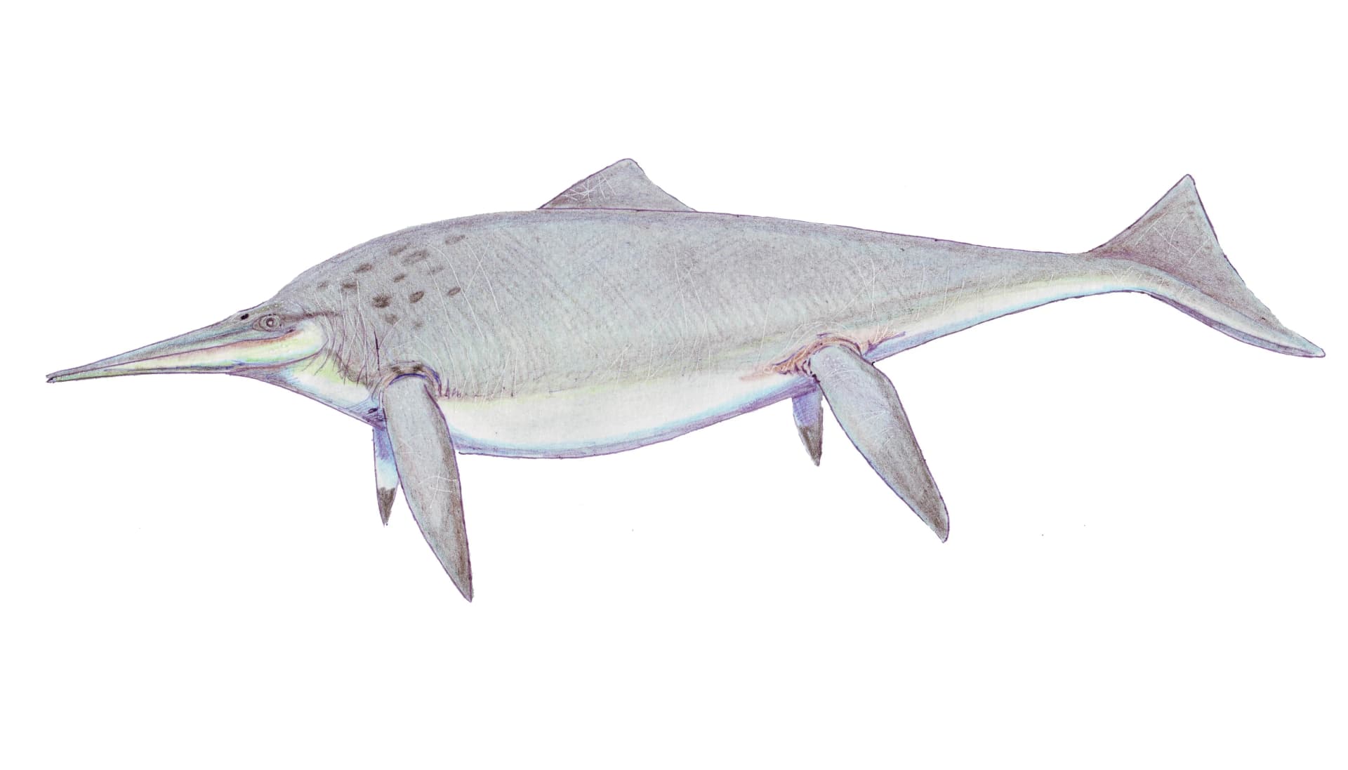 Shonisaurus popularis, le plus grand ichtyosaure du Trias