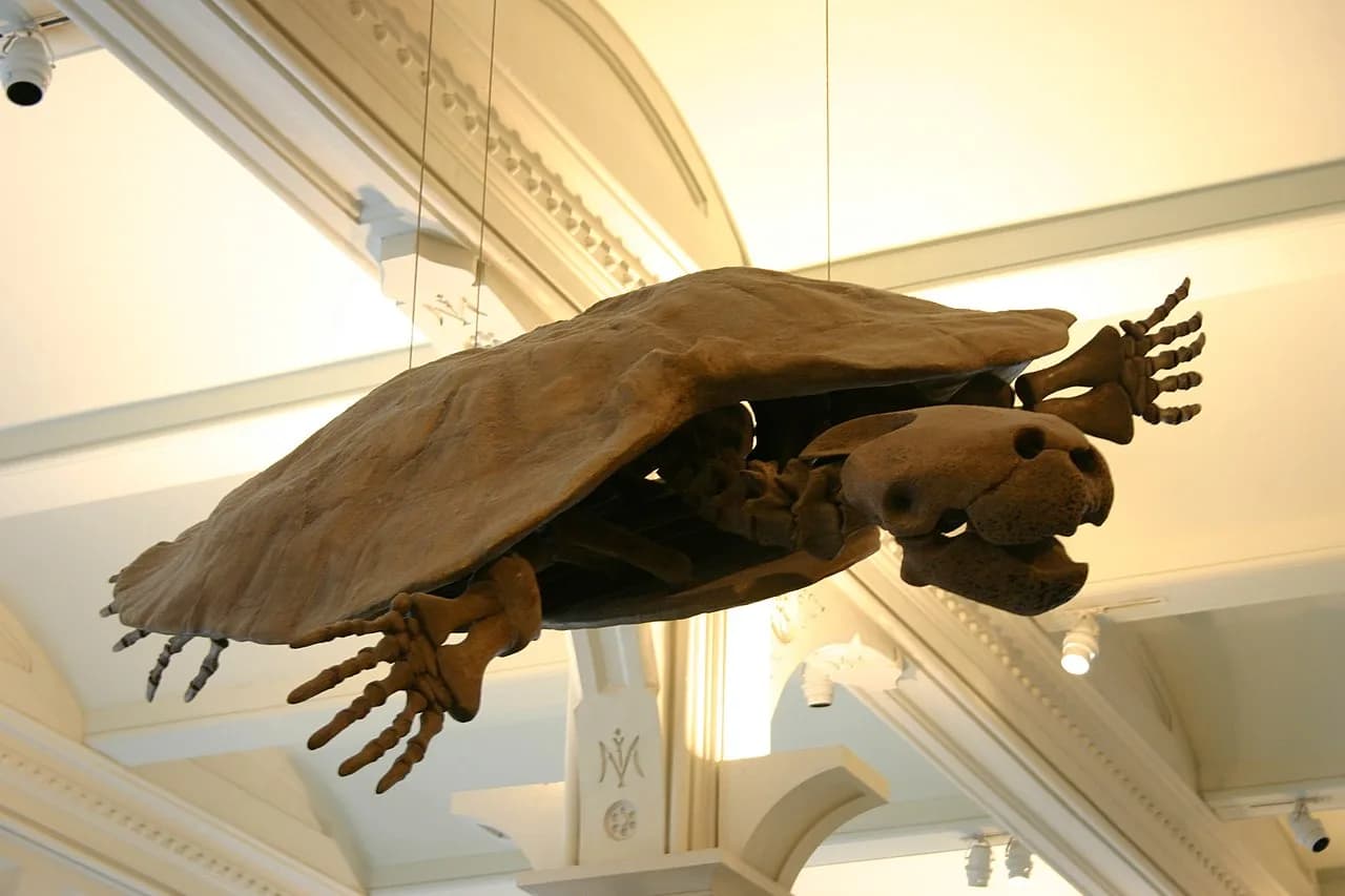 Fossile de Stupendemys geographicus