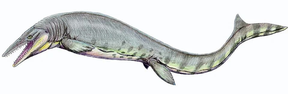 Reconstitution de Tylosaurus pembinensis en milieu marin