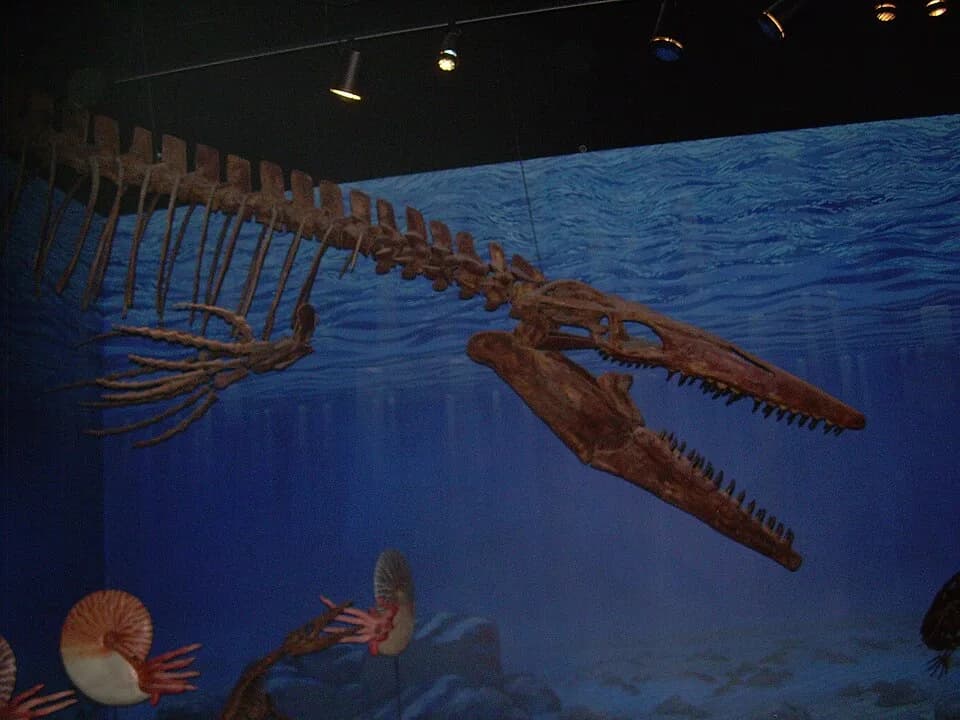 Squelette monté de Tylosaurus proriger au Natural History Museum