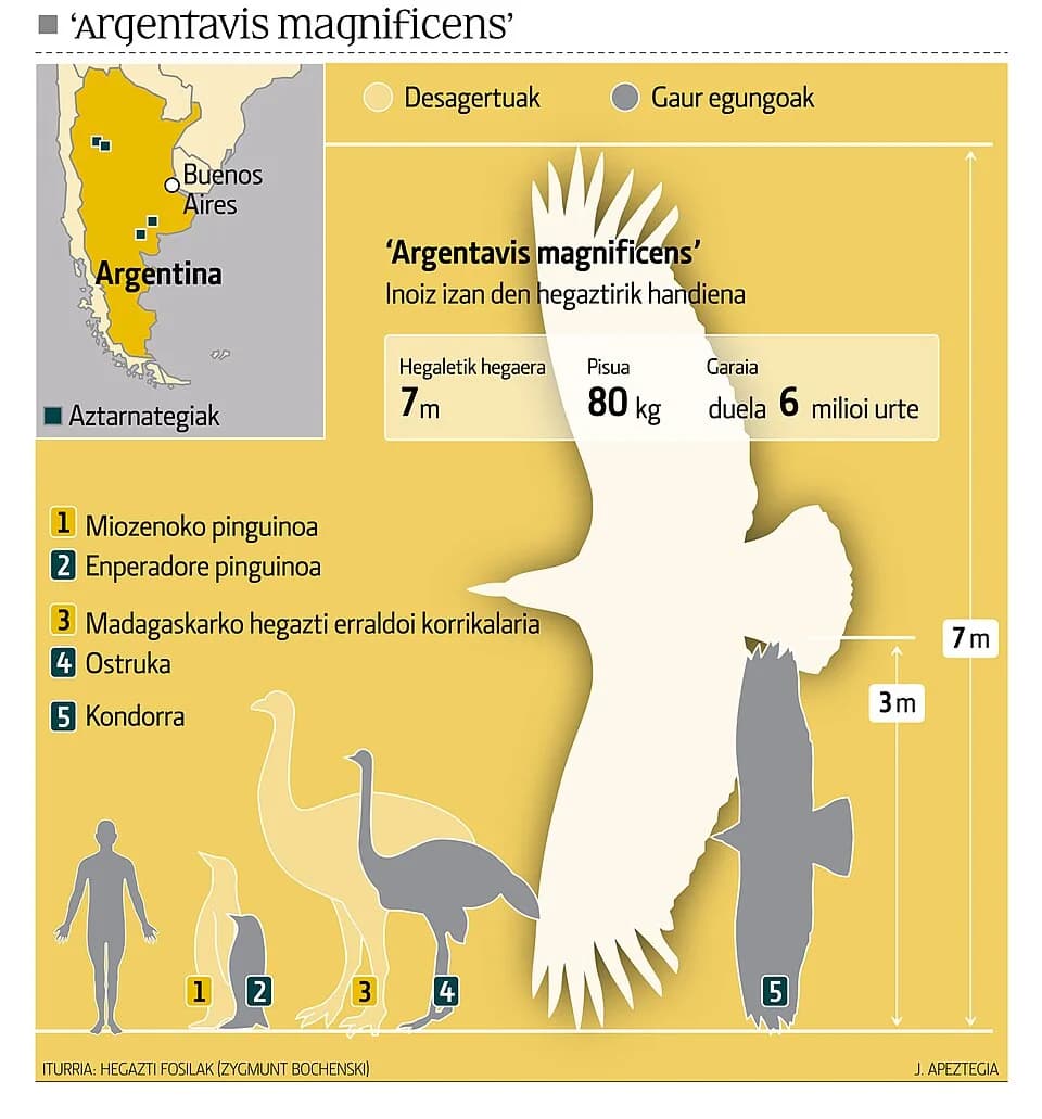 Comparaison de taille entre Argentavis et un humain