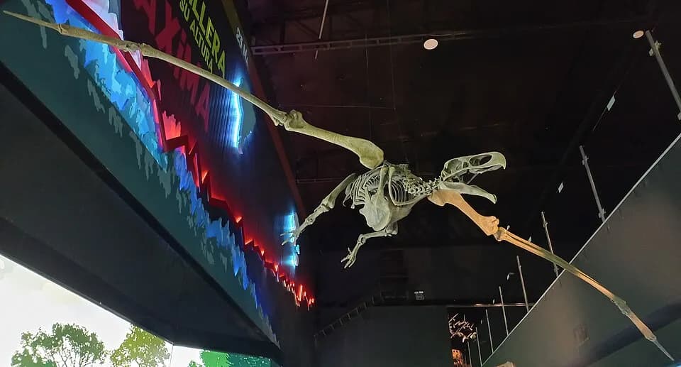 Squelette reconstitué au Museo Paleontológico Egidio Feruglio, Argentine