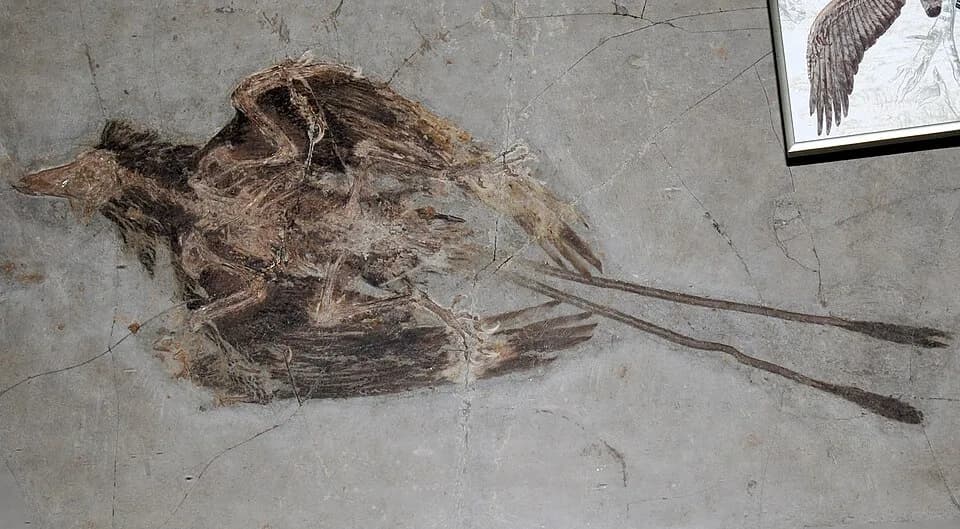 Reconstitution d'un mâle Confuciusornis avec ses longues plumes caudales