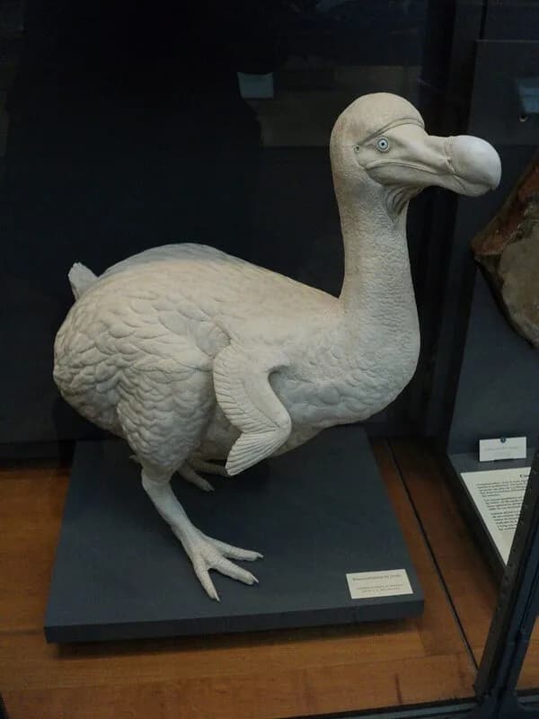 Illustration historique du dodo de l'île Maurice