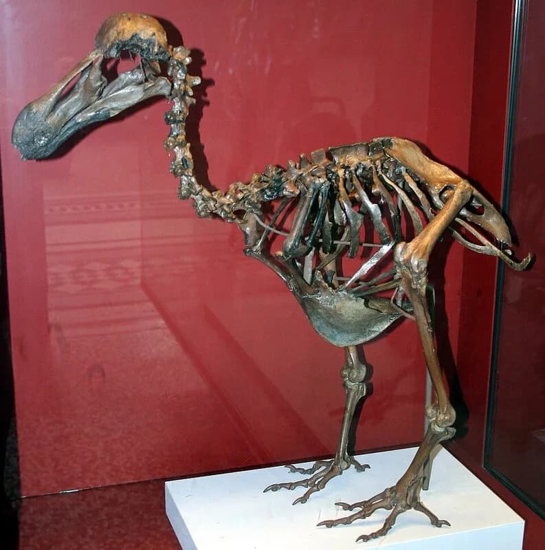Squelette reconstitué du dodo au musée