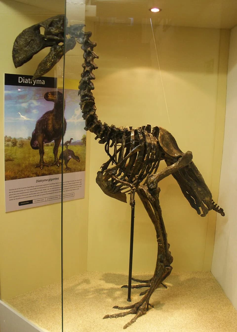Reconstitution de Diatryma/Gastornis, oiseau géant apparenté aux oiseaux de terreur