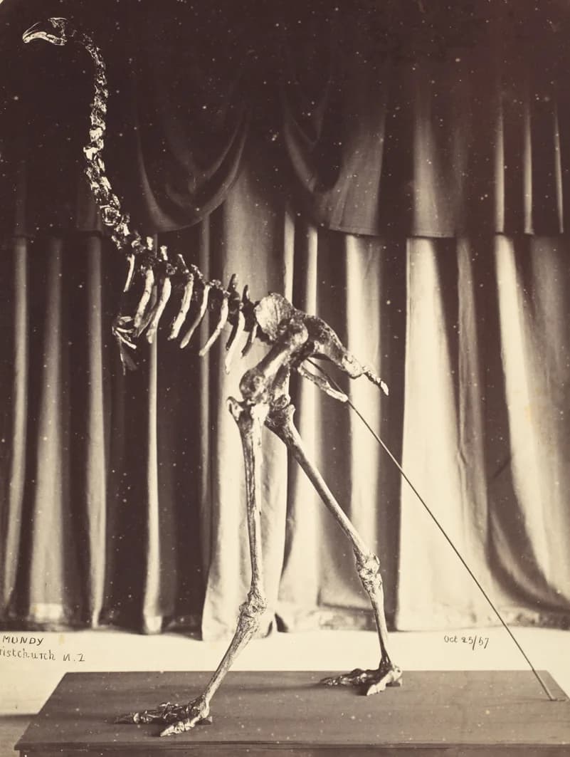 Squelette de Dinornis robustus, le moa géant de l'île du Sud