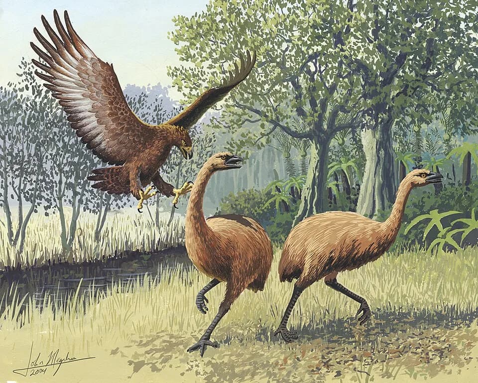 Reconstitution d'un moa attaqué par un aigle de Haast, son seul prédateur naturel