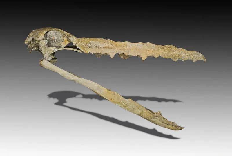 Crâne fossile de Pelagornis mauretanicus montrant les pseudo-dents