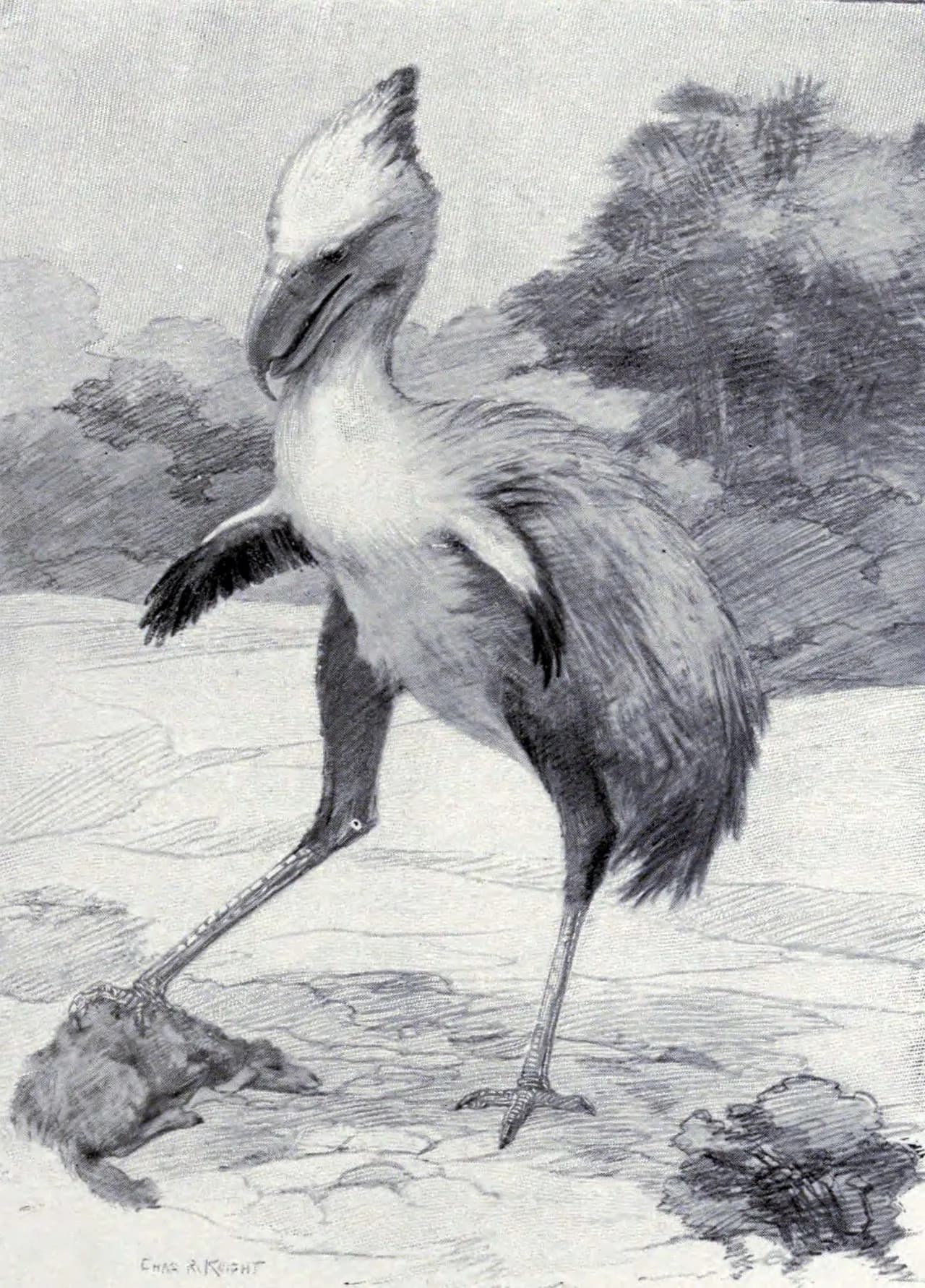 Squelette de Phorusrhacos