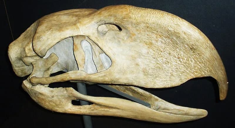 Crâne fossile de Phorusrhacidé montrant le bec crochu caractéristique