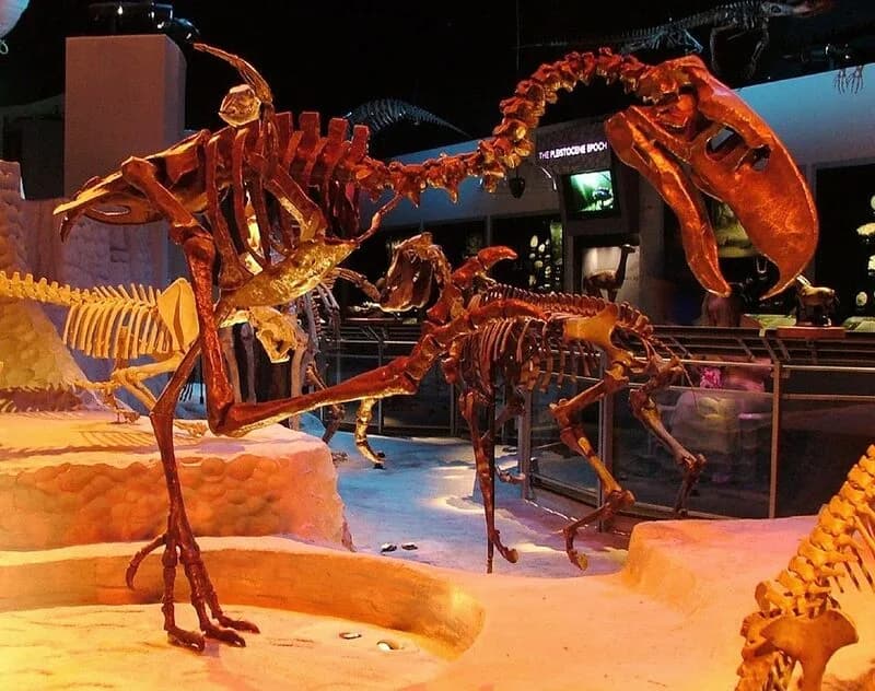 Squelette de Titanis au Florida Museum of Natural History