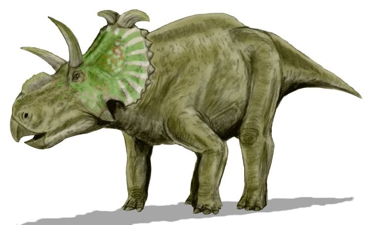 Reconstitution d'Albertaceratops nesmoi