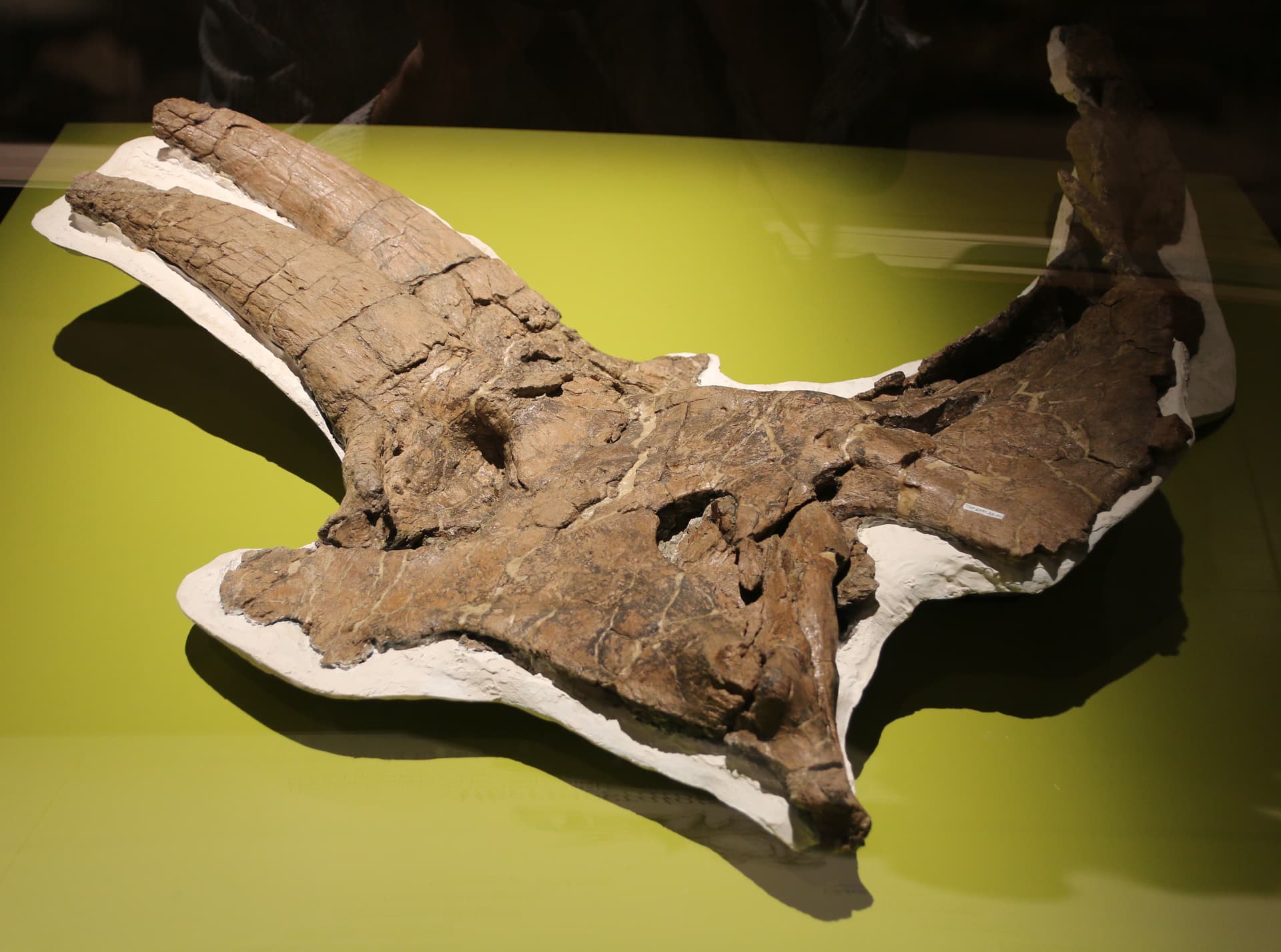 Crâne d'Albertaceratops nesmoi, photographie par Nick Longrich