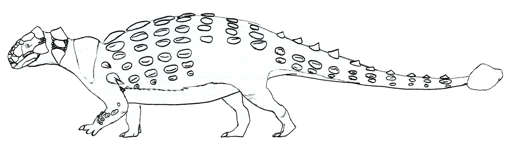 Anodontosaurus lambei — vue latérale et dorsale du squelette (silhouette comparative)
