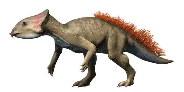 Reconstitution d'Aquilops americanus