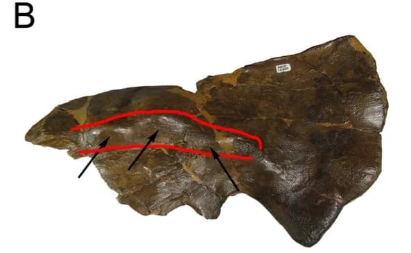 Squamosal d'Avaceratops lammersi, os crânien