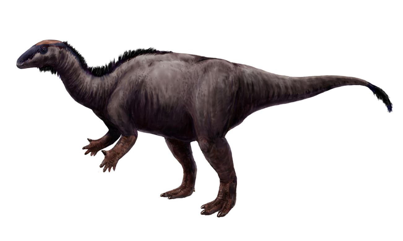 Reconstitution de Camptosaurus dispar