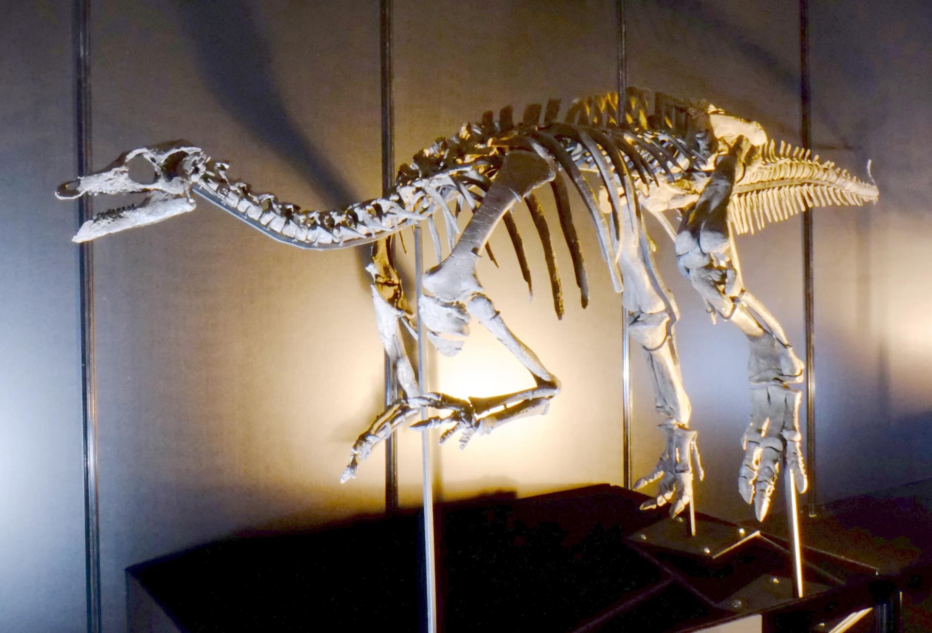 Squelette monté de Camptosaurus dispar