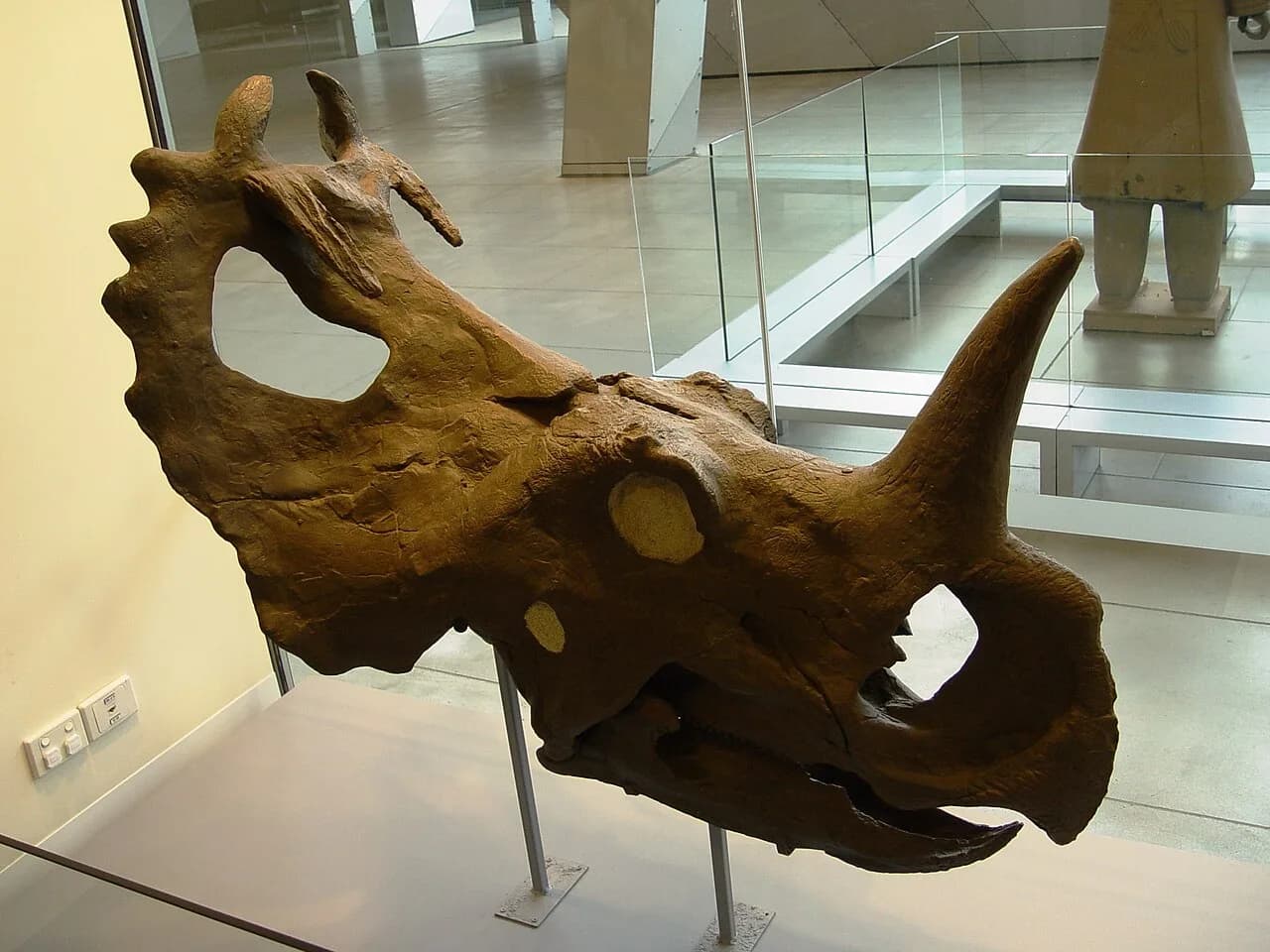 Crâne de Centrosaurus au Musée royal Tyrrell