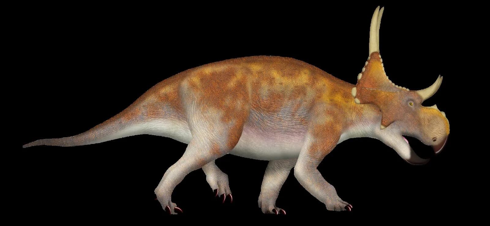Reconstitution de Diabloceratops eatoni