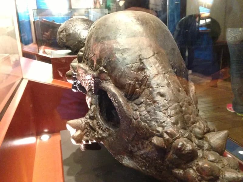 Comparaison des crânes de Dracorex, Stygimoloch et Pachycephalosaurus illustrant le débat ontogénique