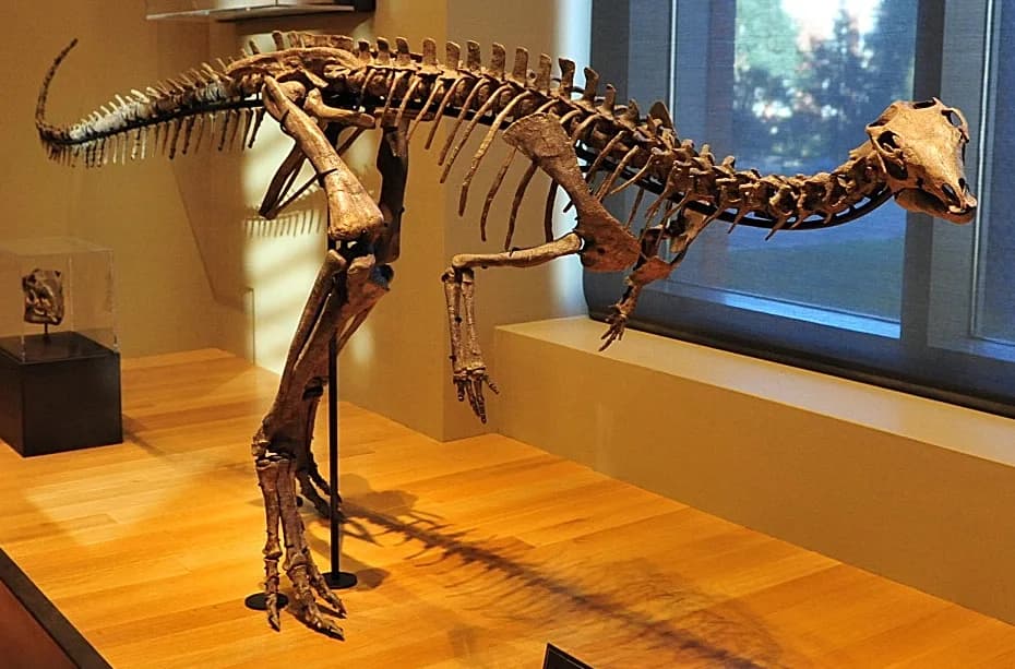 Reconstitution de Dryosaurus altus