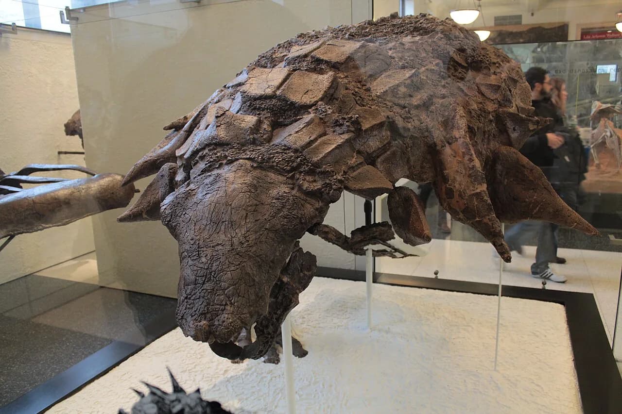 Squelette d'Edmontonia au Musée royal Tyrrell