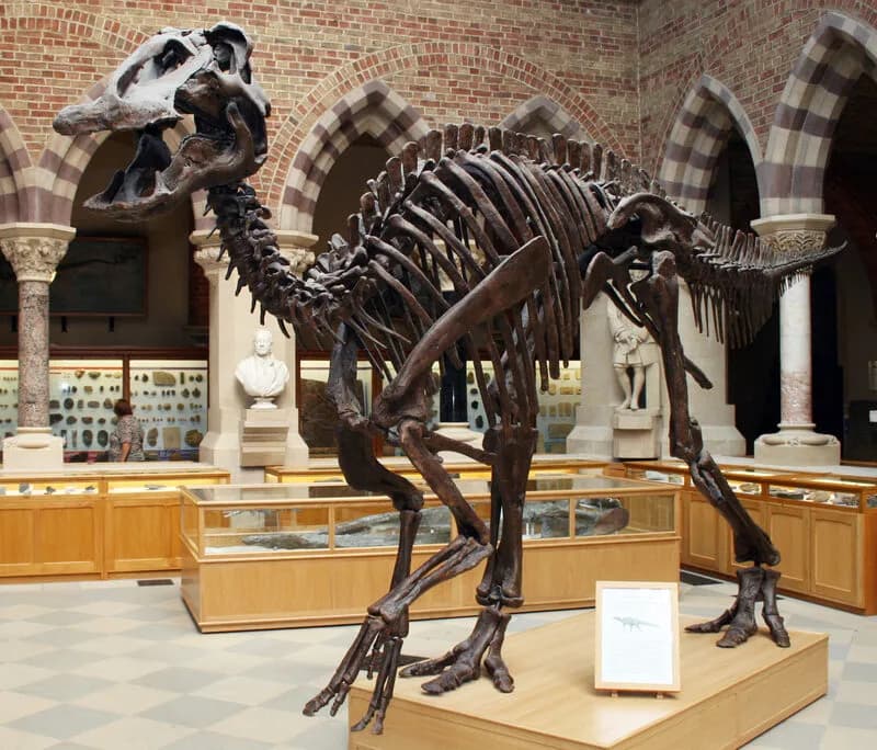 Squelette monté d'Edmontosaurus, Oxford