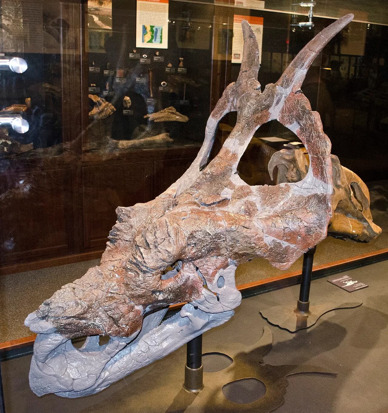 Crâne d'Einiosaurus montrant la corne nasale recourbée