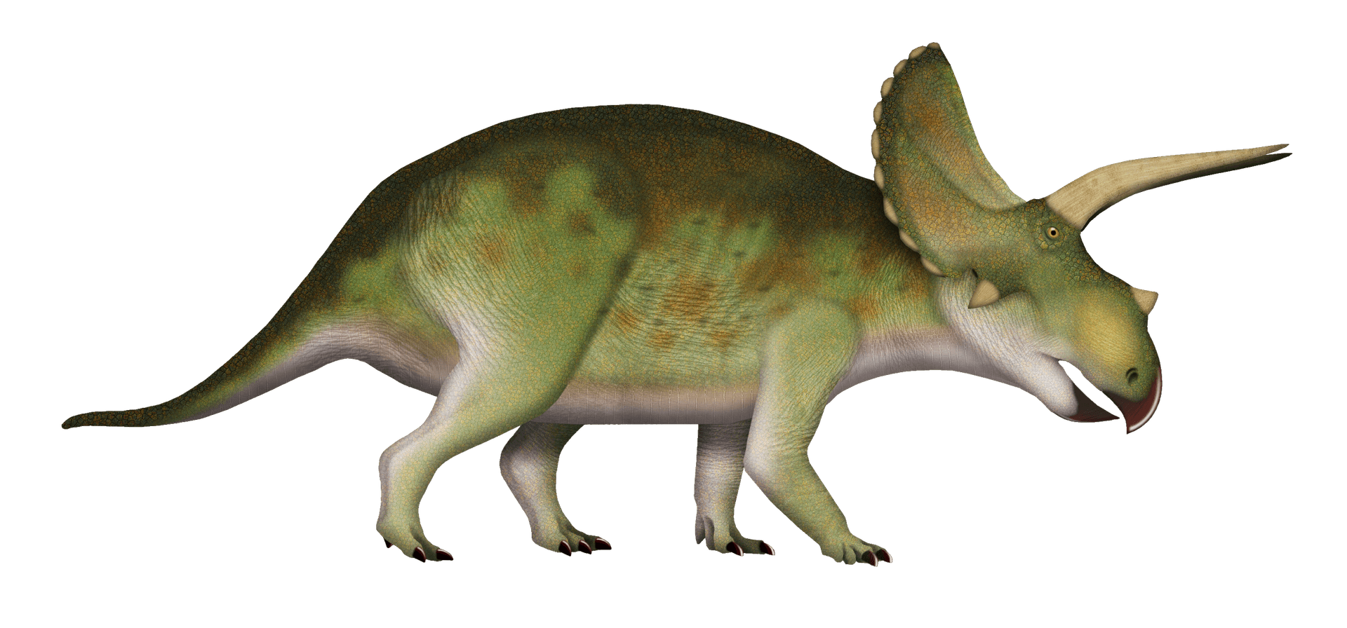 Reconstitution d'Eotriceratops xerinsularis