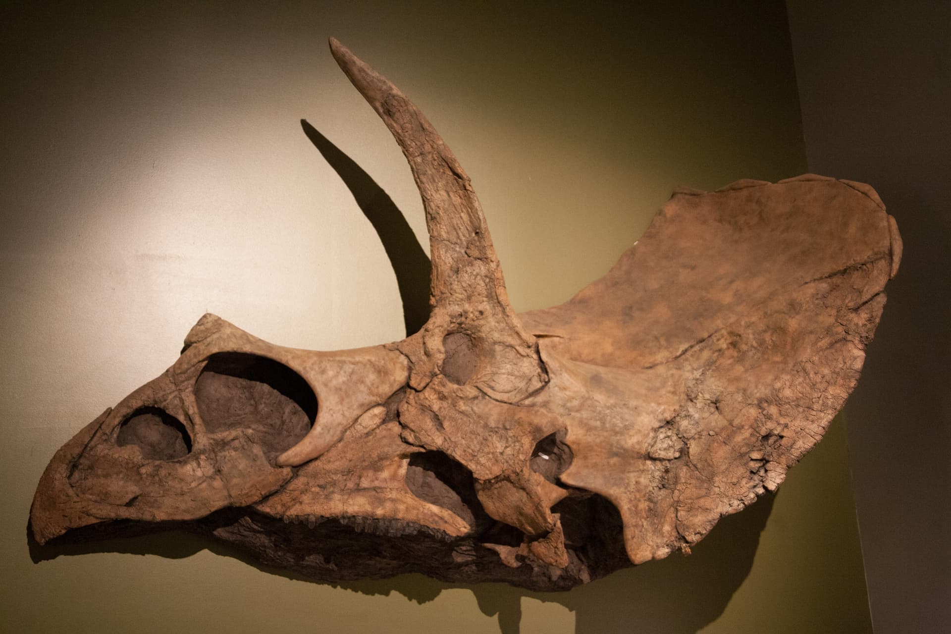 Crâne partiel d'Eotriceratops xerinsularis, Royal Tyrrell Museum, Alberta