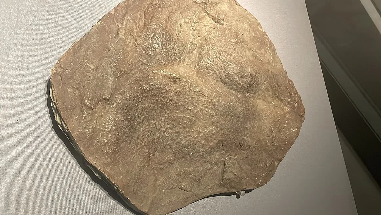 Impression de peau fossile de Gigantspinosaurus sichuanensis