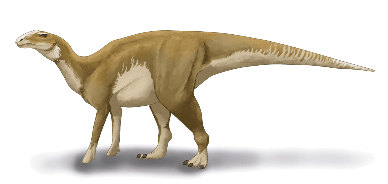 Restauration d'Hadrosaurus foulkii