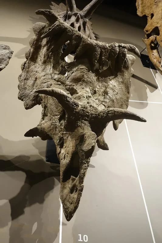 Crâne fossile de Kosmoceratops richardsoni exposé au Natural History Museum of Utah, révélant ses 15 cornes et structures osseuses ornementales.