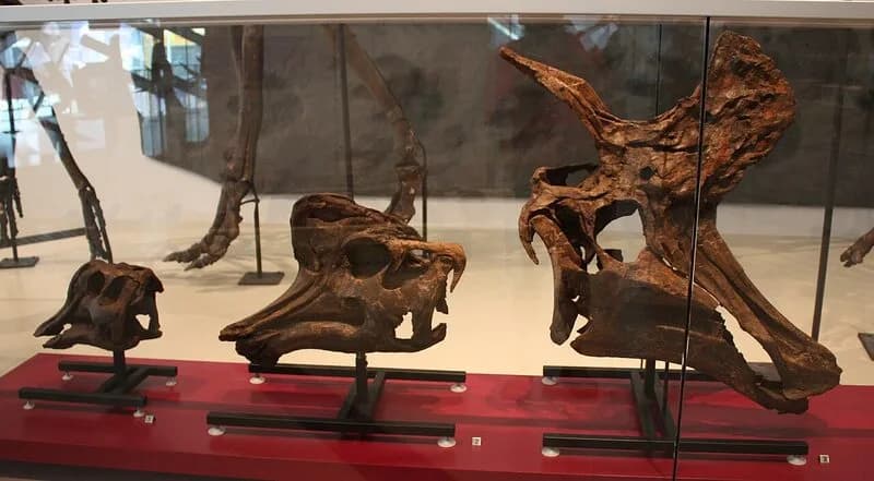 Ontogénie du crâne de Lambeosaurus
