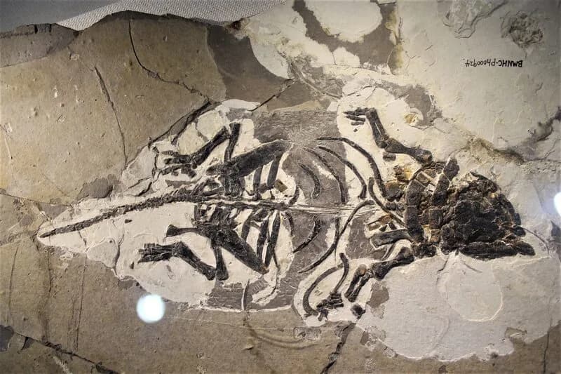 Spécimen de Liaoningosaurus paradoxus