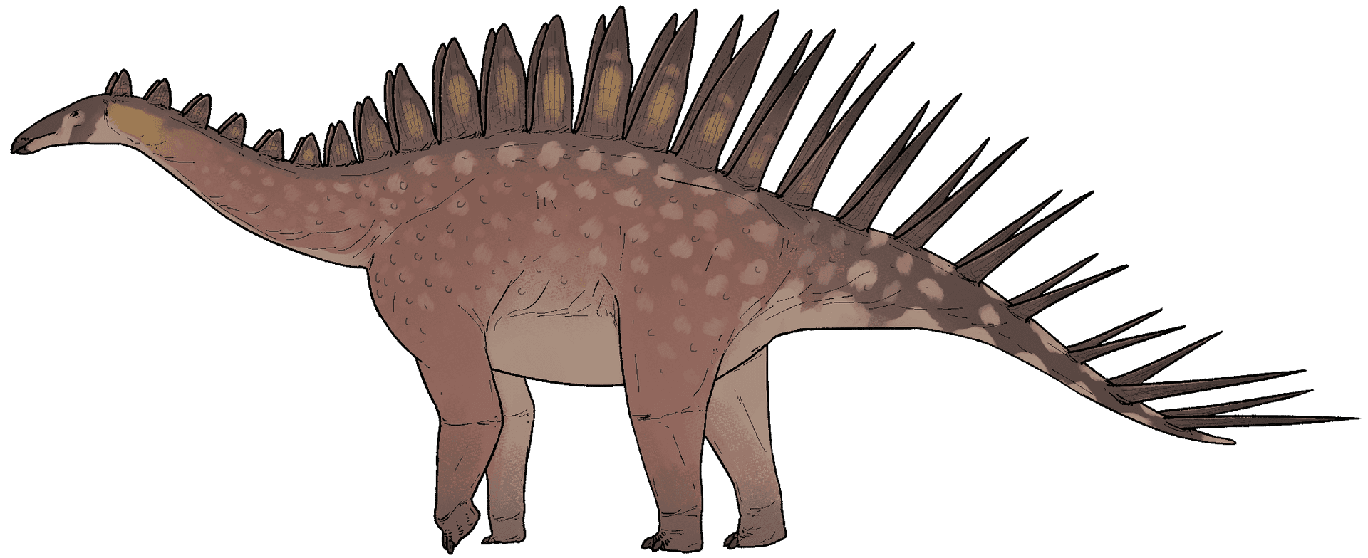 Reconstitution de Miragaia longicollum