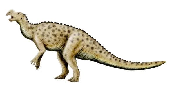 Reconstitution de Muttaburrasaurus langdoni