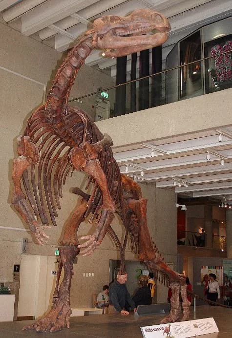 Squelette monté de Muttaburrasaurus au Queensland Museum