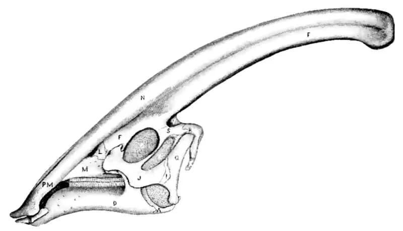 Illustration originale de Parasaurolophus walkeri par W.A. Parks